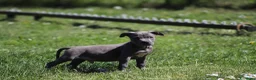 Pitbull cani in vendita: Cuccioli di Pit Bull con pedigree anche a rate - Annuncio 31