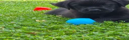 Labrador cani in vendita: CUCCIOLI LABRADOR  a Provincia di Forlì-Cesena - Annuncio 2