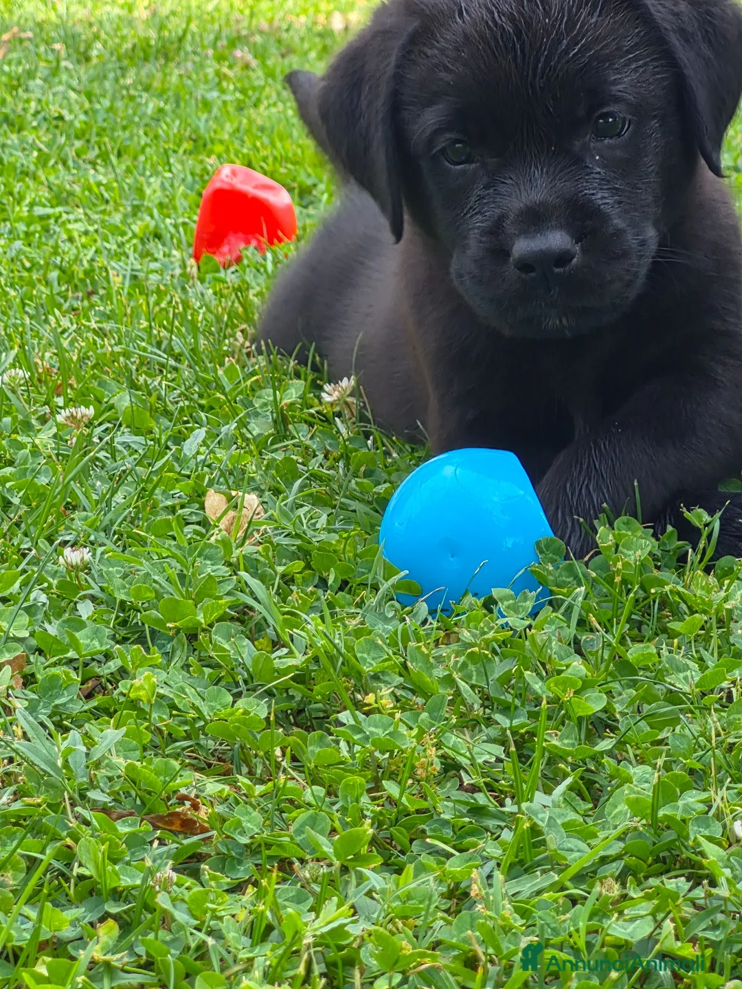 Labrador cani in vendita: CUCCIOLI LABRADOR  a Provincia di Forlì-Cesena - Annuncio 2