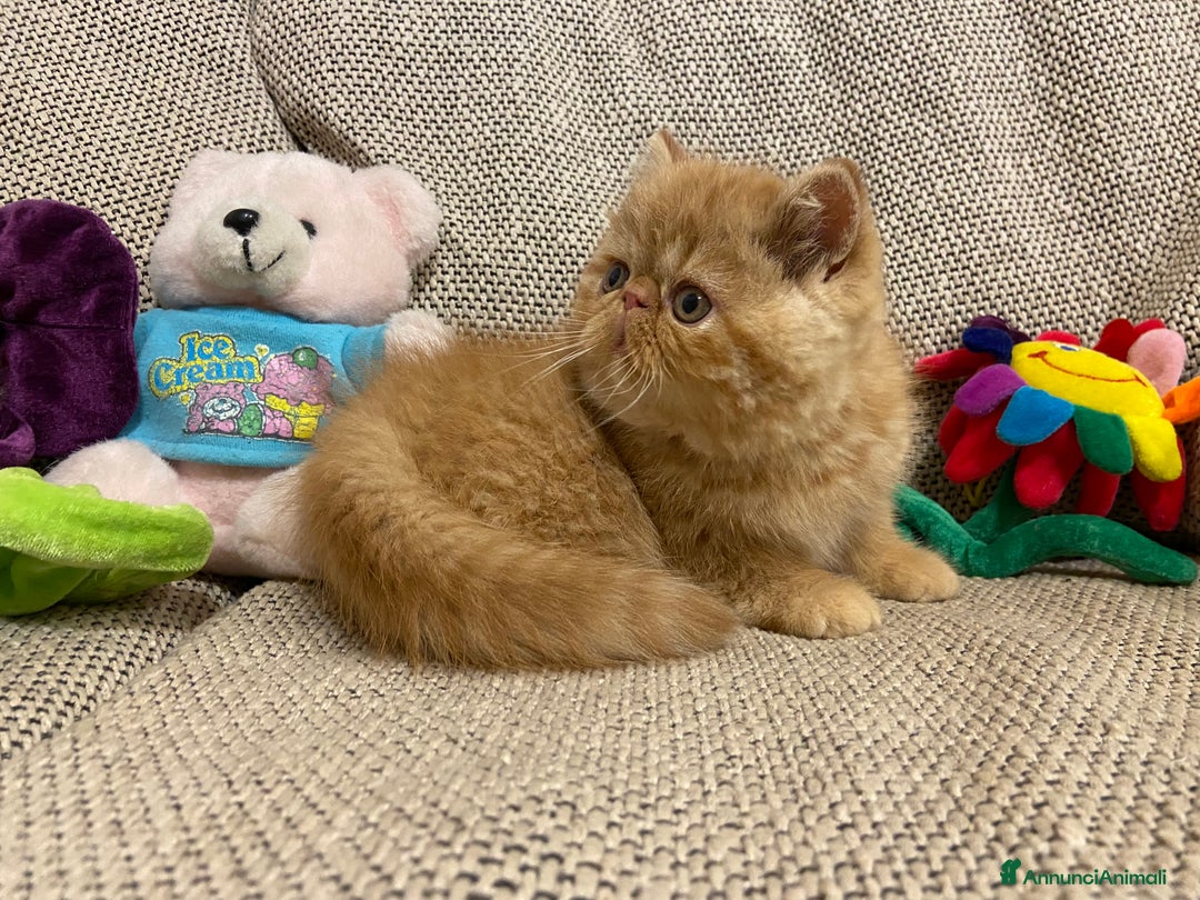 Exotic Shorthair gatti in vendita: Gattino exotic shorthair - Annuncio 5