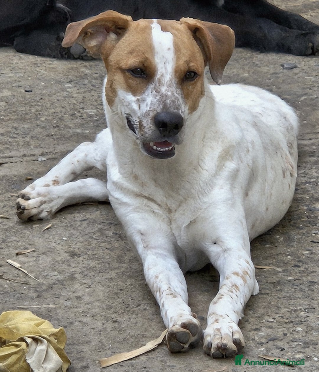 Meticcio cani in regalo: MIELE MIX BRETON/LABRADORINO - Annuncio 4