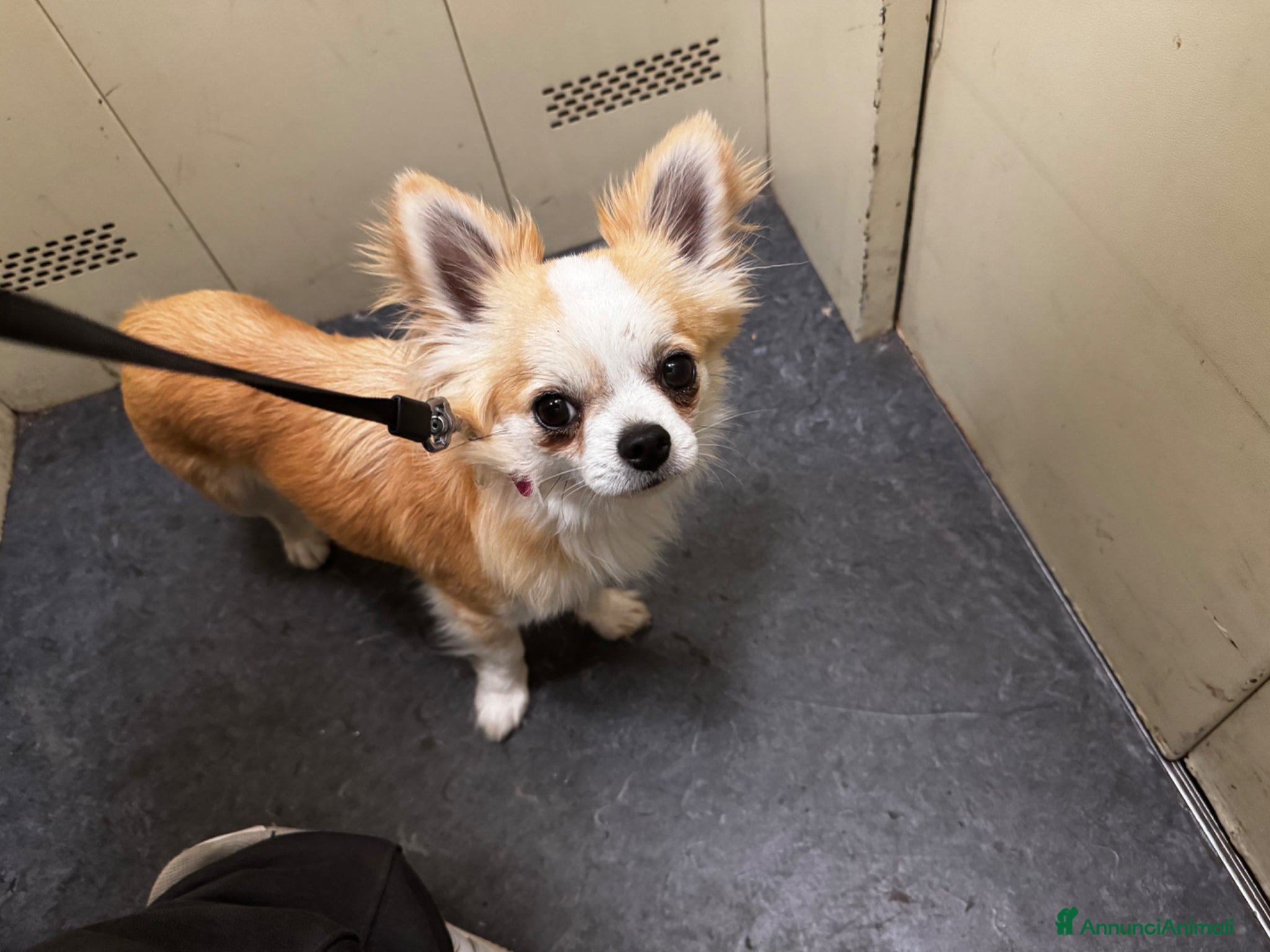 Chihuahua cani Chihuahua per monta - Annuncio 1