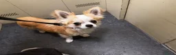 Chihuahua cani per accoppiamento: Chihuahua per monta - Annuncio 1