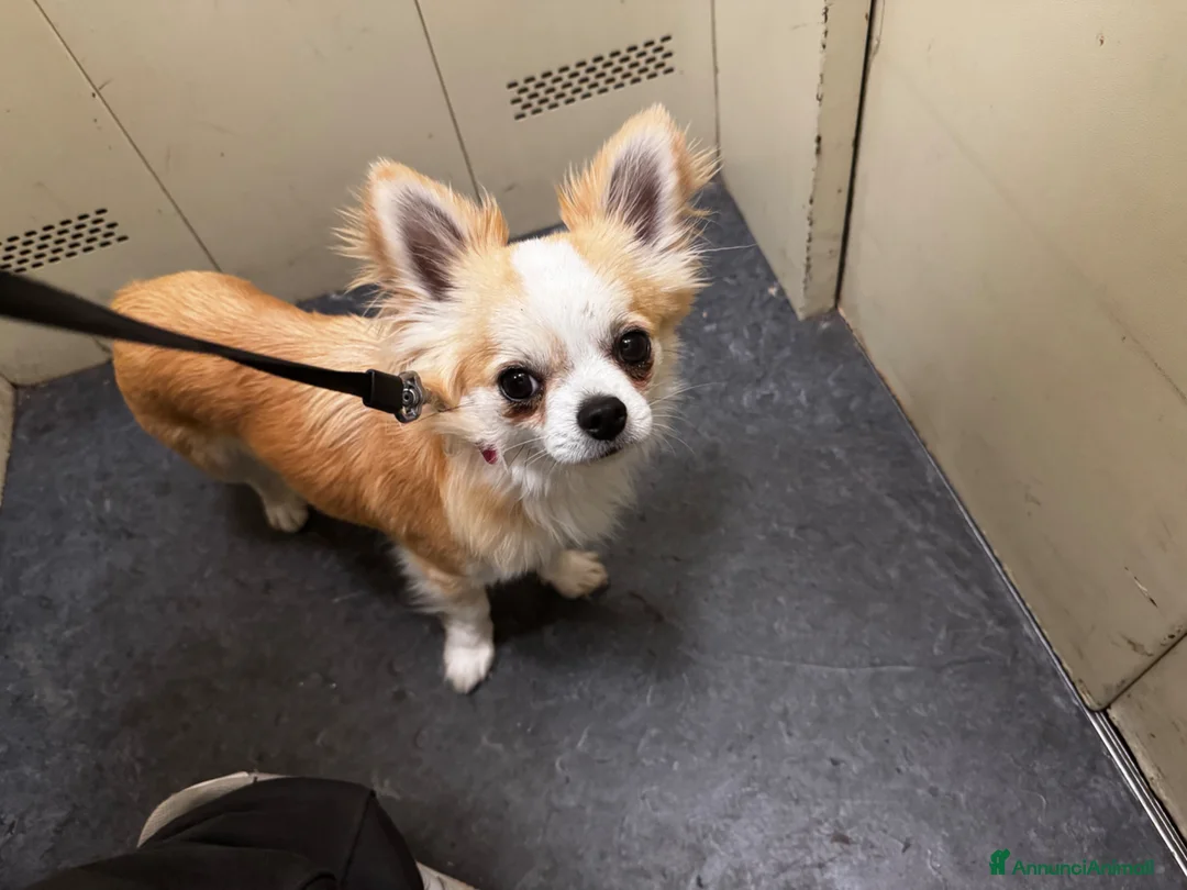 Chihuahua cani per accoppiamento: Chihuahua per monta - Annuncio 1