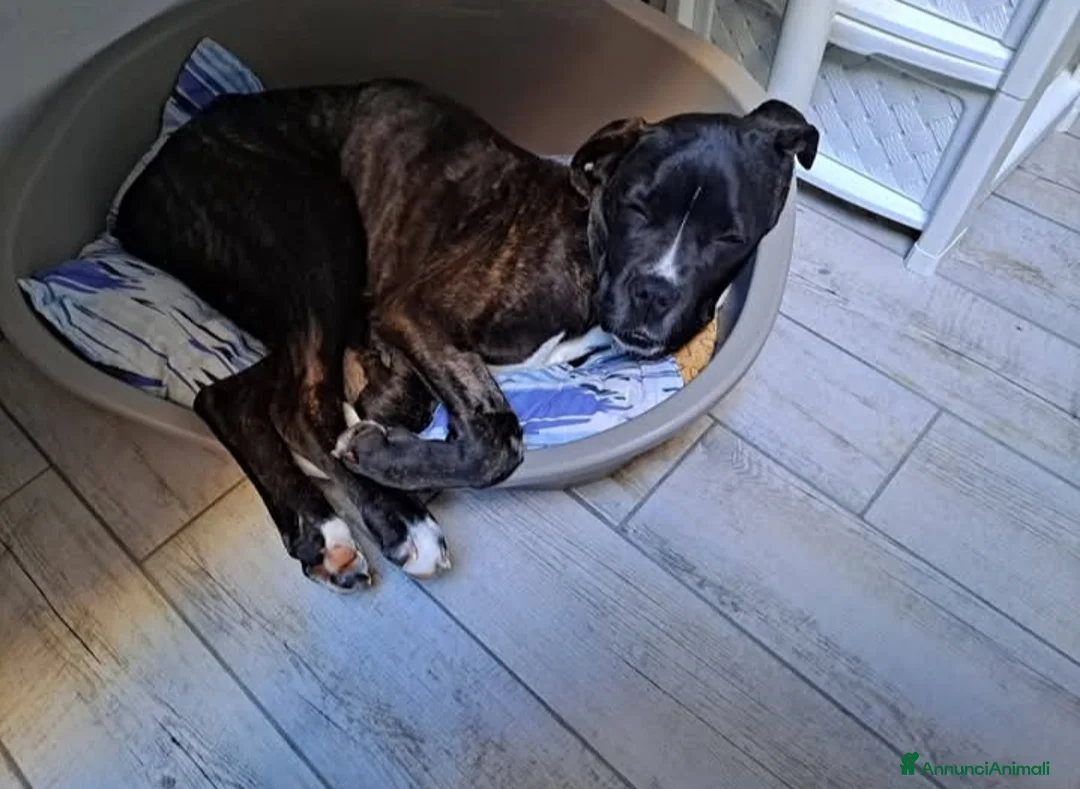 Cane Corso cani in regalo: Kira, dolcissima, 6 mesi, cerca adozione - Annuncio 2