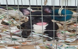 Bulldog Francese cani in vendita: Bulldog francese  - Immagine 2