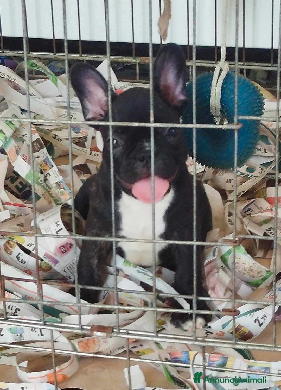 Bulldog Francese cani in vendita: Bulldog francese  - Immagine 2