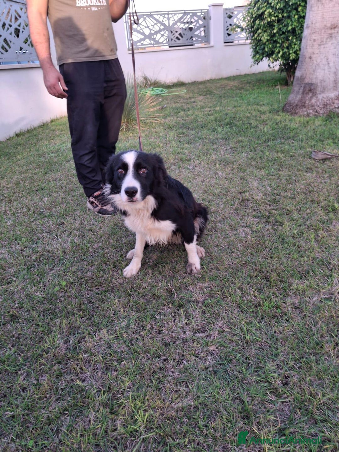 Border Collie cani in regalo: GIOTTO 💙 -abbandonato, dagli un’altra possibilità - Annuncio 11