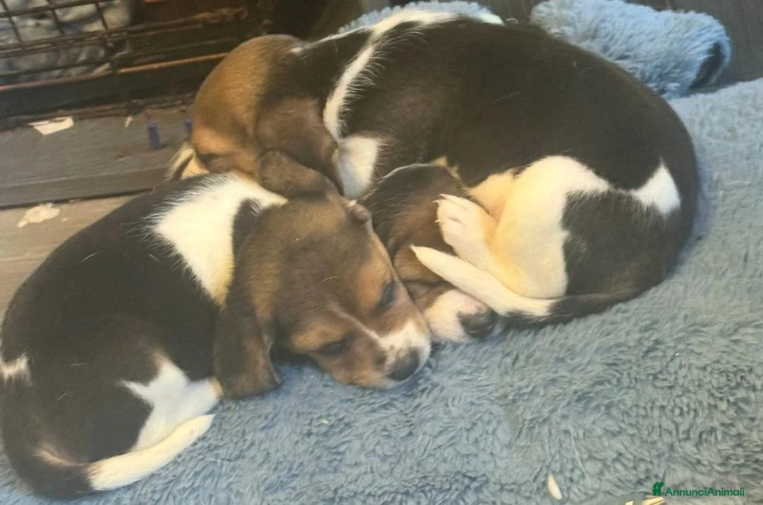 Beagle cani in vendita: Cuccioli di Beagle cercano umani per sempre! a Città metropolitana di Roma Capitale - Annuncio 2