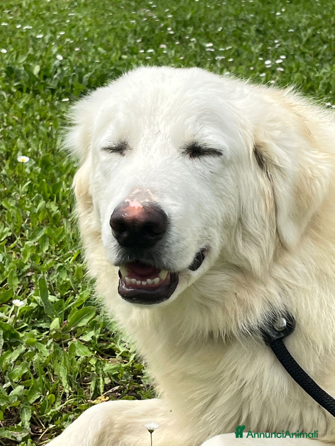 Meticcio cani in regalo: TIMOTHY SEGNI PARTICOLARI BELLISSIMO, IN ADOZIONE - Annuncio 2