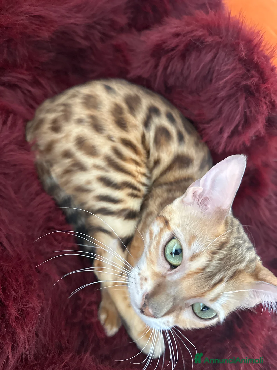 Bengala gatti per accoppiamento: Cerco gatto del bengala per accoppiamento a Provincia di Cosenza - Annuncio 1