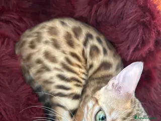 Bengala gatti Cerco gatto del bengala per accoppiamento - Annuncio 1