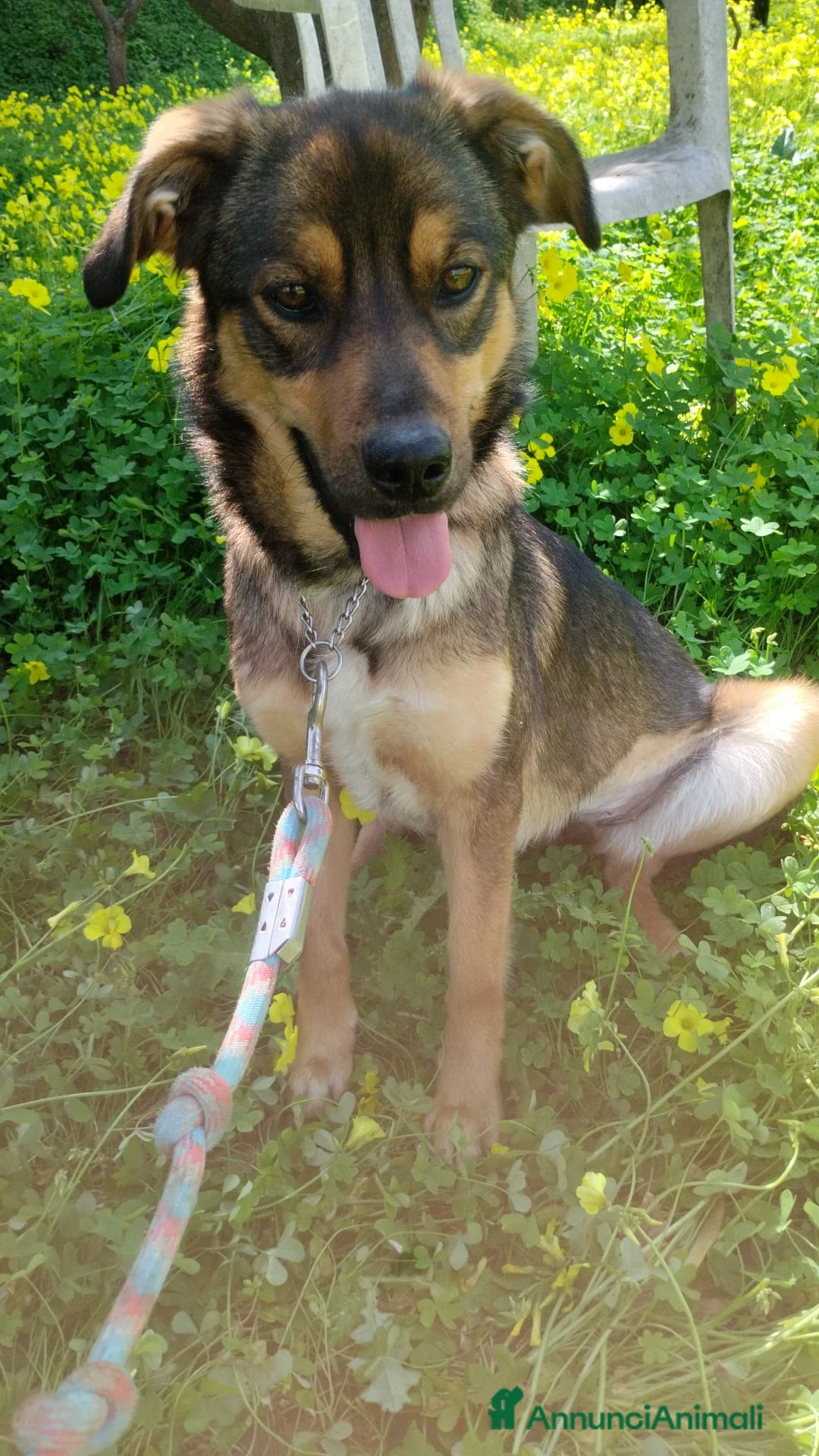 Meticcio cani in regalo: UNA MAMMA PER TEKILA a Provincia di Varese - Annuncio 8