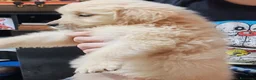 Golden Retriever cani in vendita: Cuccioli golden retriever  - Annuncio 7