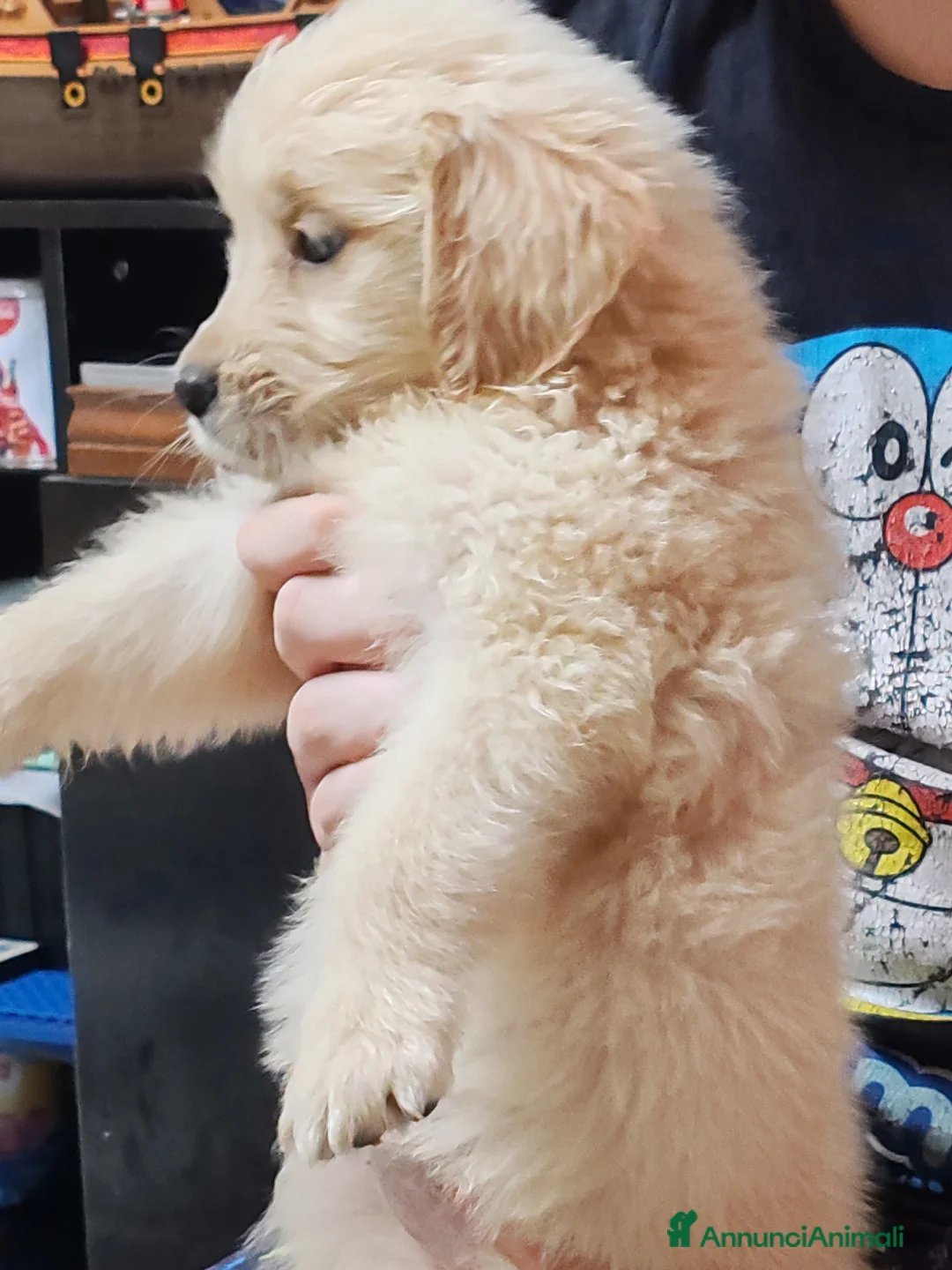 Golden Retriever cani in vendita: Cuccioli golden retriever  - Annuncio 7