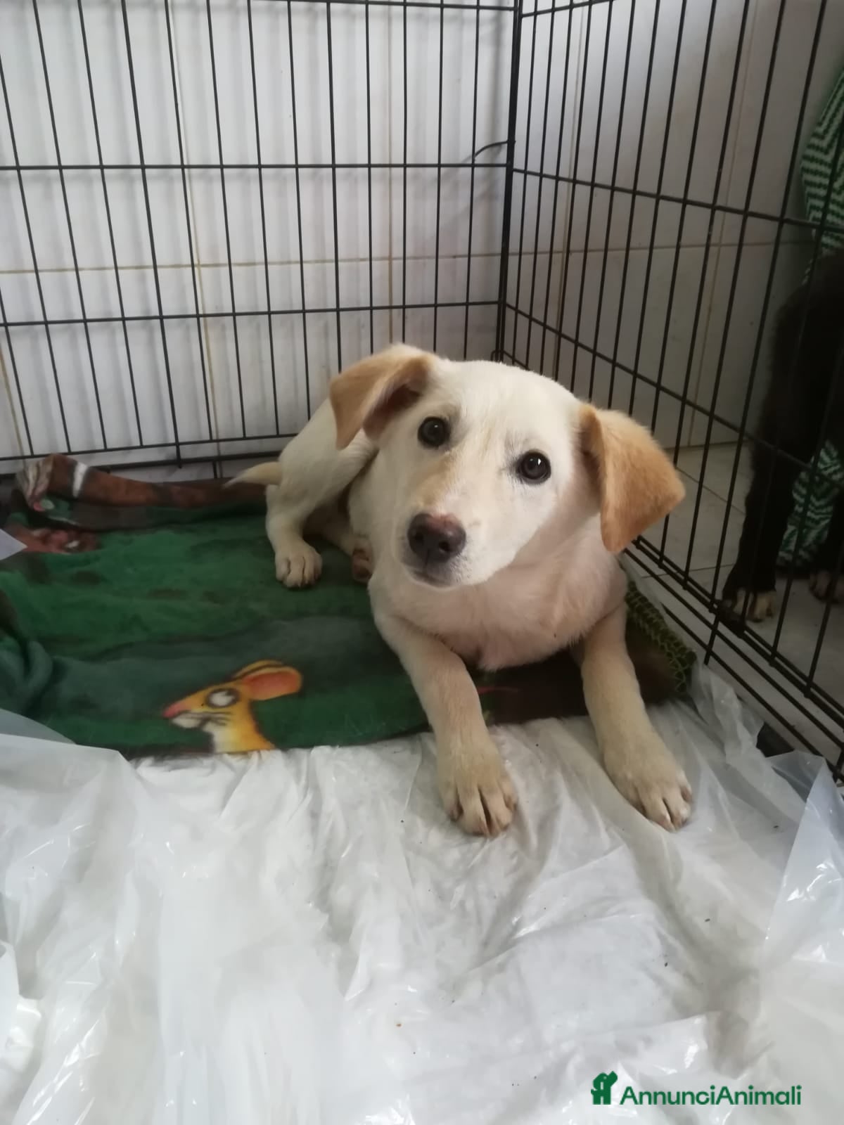 Meticcio cani UNA MAMMA PER MERLINO - Annuncio 1