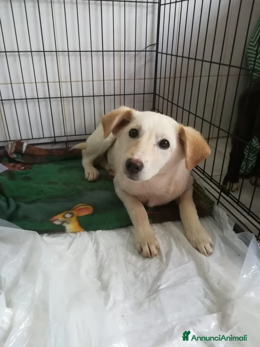 Meticcio cani in regalo: UNA MAMMA PER MERLINO - Annuncio 1