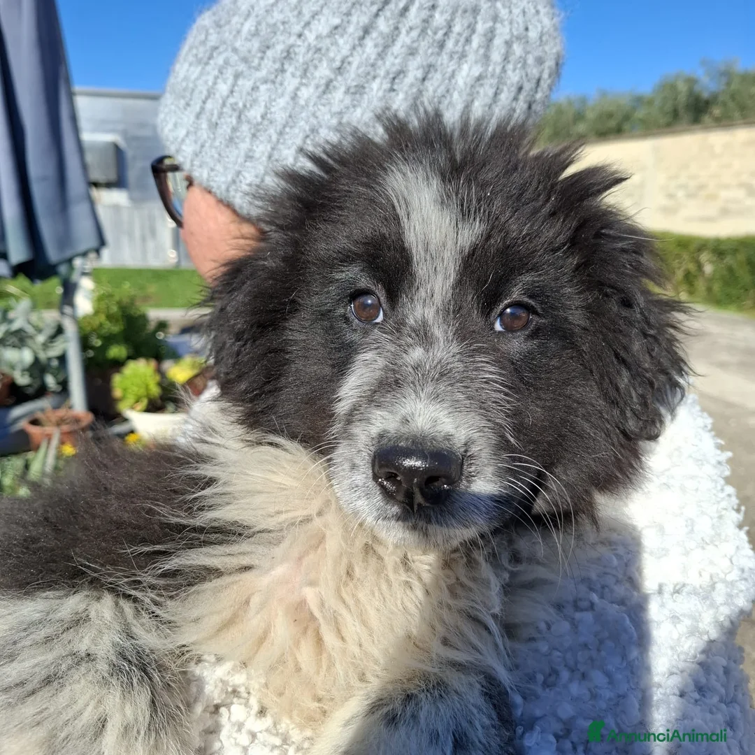 Meticcio cani in regalo: Re Giorgio Cerca Famiglia. Info Monica 3890238584 - Annuncio 1