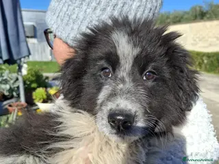 Meticcio cani Re Giorgio Cerca Famiglia. Info Monica 3890238584 - Annuncio 10