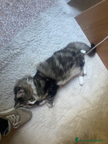 Norvegese gatti - Annuncio 1