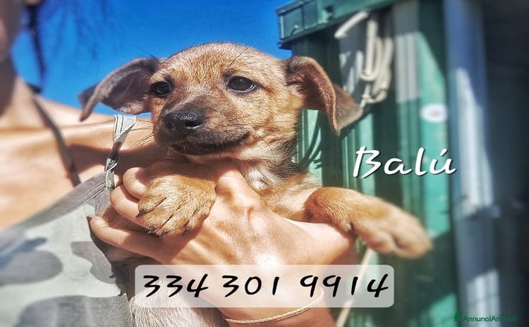 Meticcio cani a Provincia di Pisa - Annuncio 1