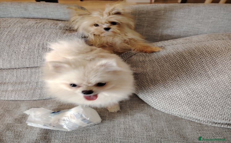 Altre razze cani a Provincia di Pavia - Annuncio 2