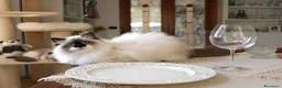 Ragdoll gatti in vendita: stupendo cucciolo ragdoll con pedigree ministerial - Annuncio 3