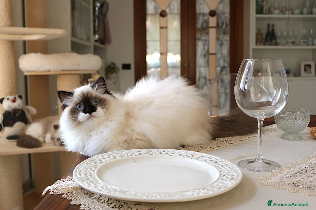 Ragdoll gatti in vendita: stupendo cucciolo ragdoll con pedigree ministerial - Annuncio 3