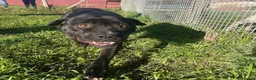 Bullmastiff cani in regalo: George, meraviglioso Pitt Bull Mastiff - Annuncio 5