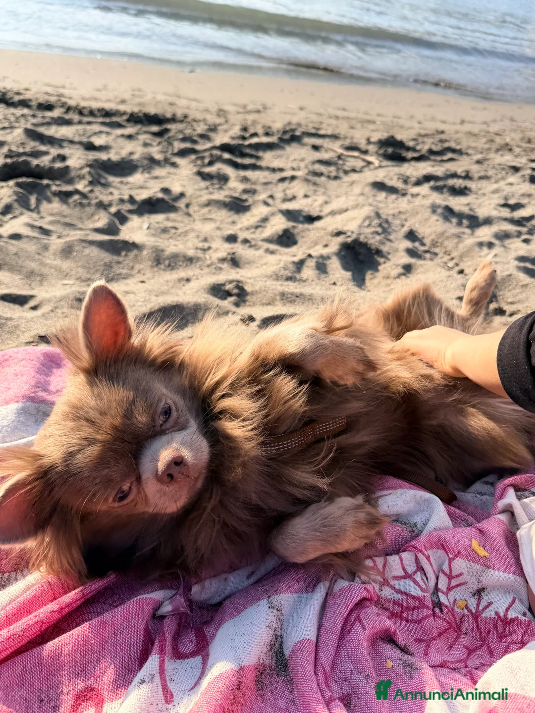 Chihuahua cani in vendita: Chihuahua pelo lungo lilac e blu - Annuncio 8