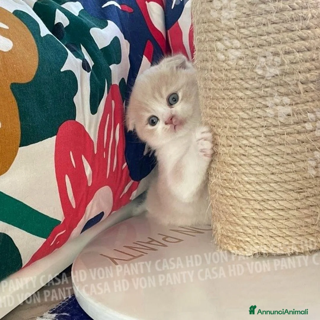 Scottish gatti in vendita: Maschietti Scottish Fold - Annuncio 3