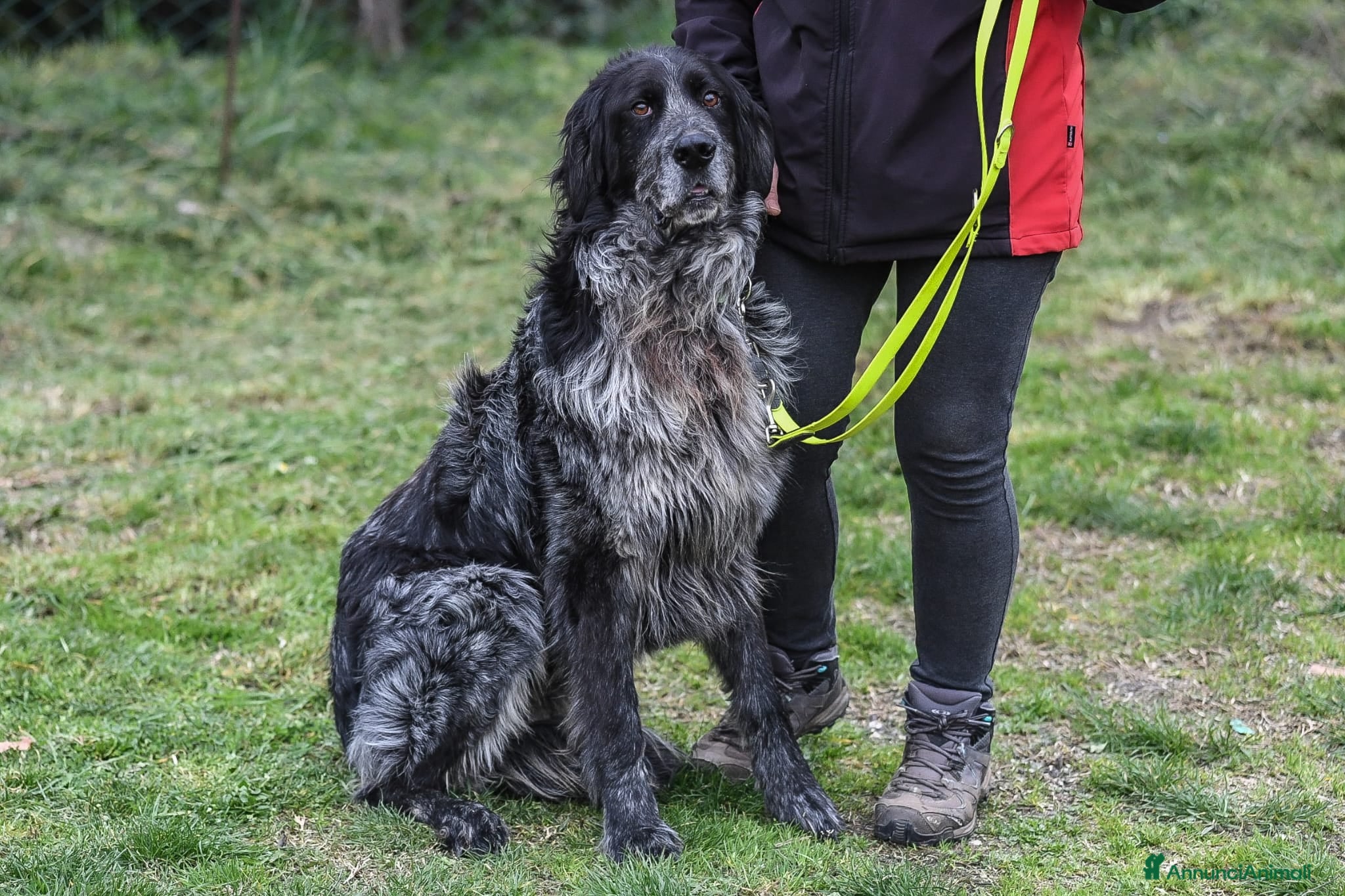 Meticcio cani Cesarone 35 kg di bontà  - Annuncio 11