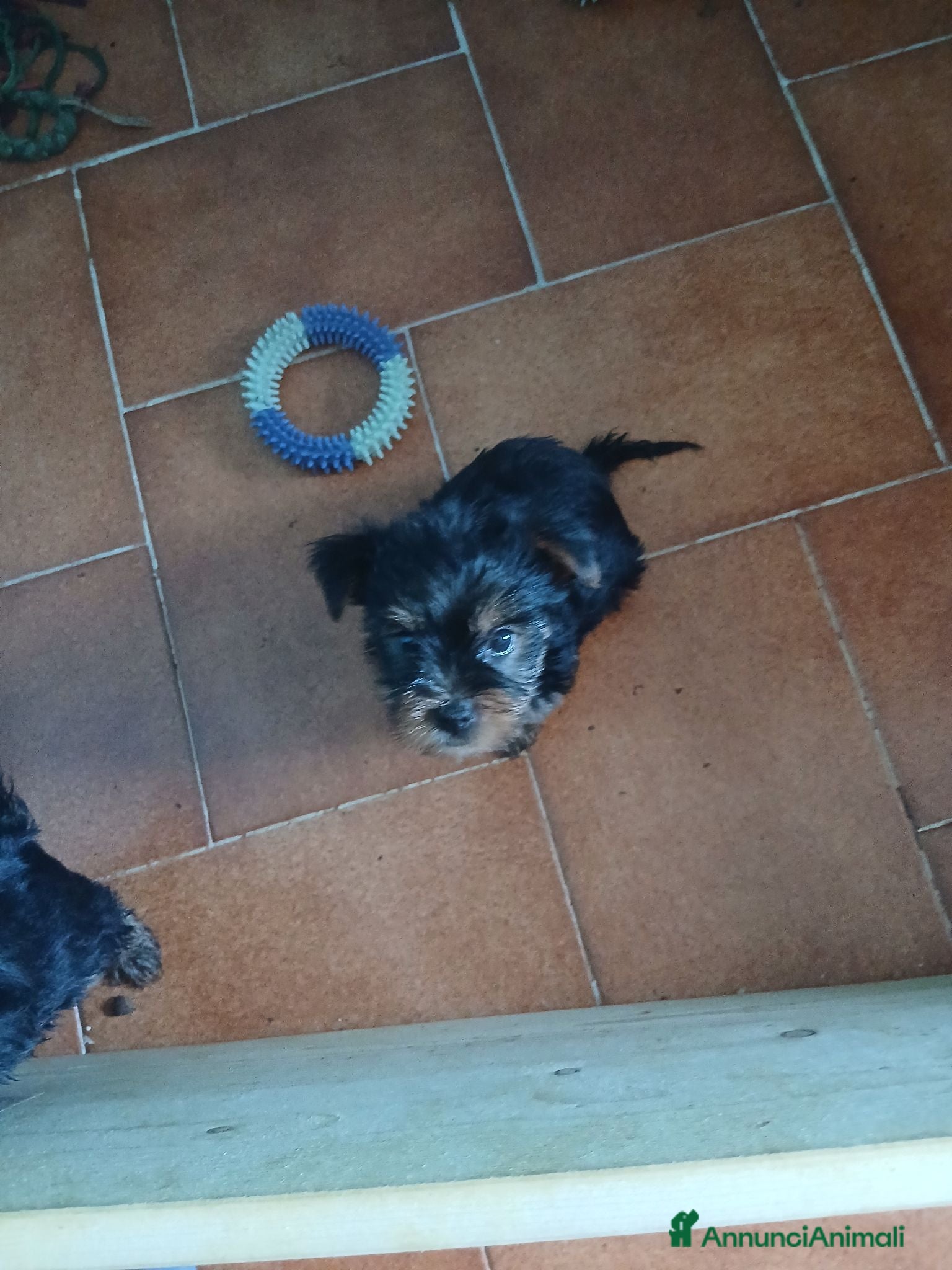 Yorkshire cani Cuccioli maschi di yorkshire  - Annuncio 13