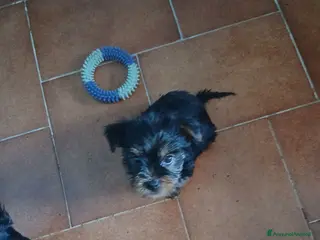 Yorkshire cani Cuccioli maschi di yorkshire - Annuncio 13