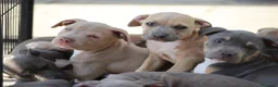 Pitbull cani in vendita: Pit Bull con pedigree, paghi anche a rate  - Annuncio 37