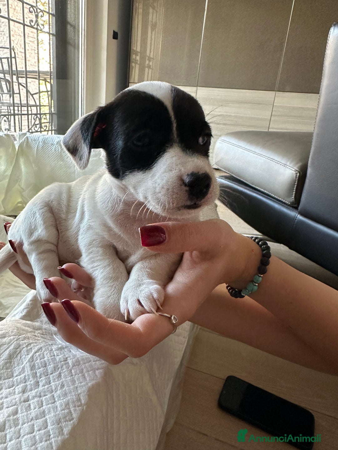 Jack Russell cani in vendita: Jack Russel Terrier di Razza Neri, tricolori  - Annuncio 17