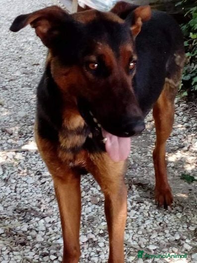 Meticcio cani Hubert adora i bambini - Annuncio 16