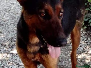 Meticcio cani Hubert adora i bambini - Annuncio 16