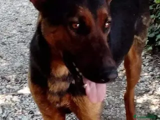 Meticcio cani Hubert adora i bambini - Annuncio 23