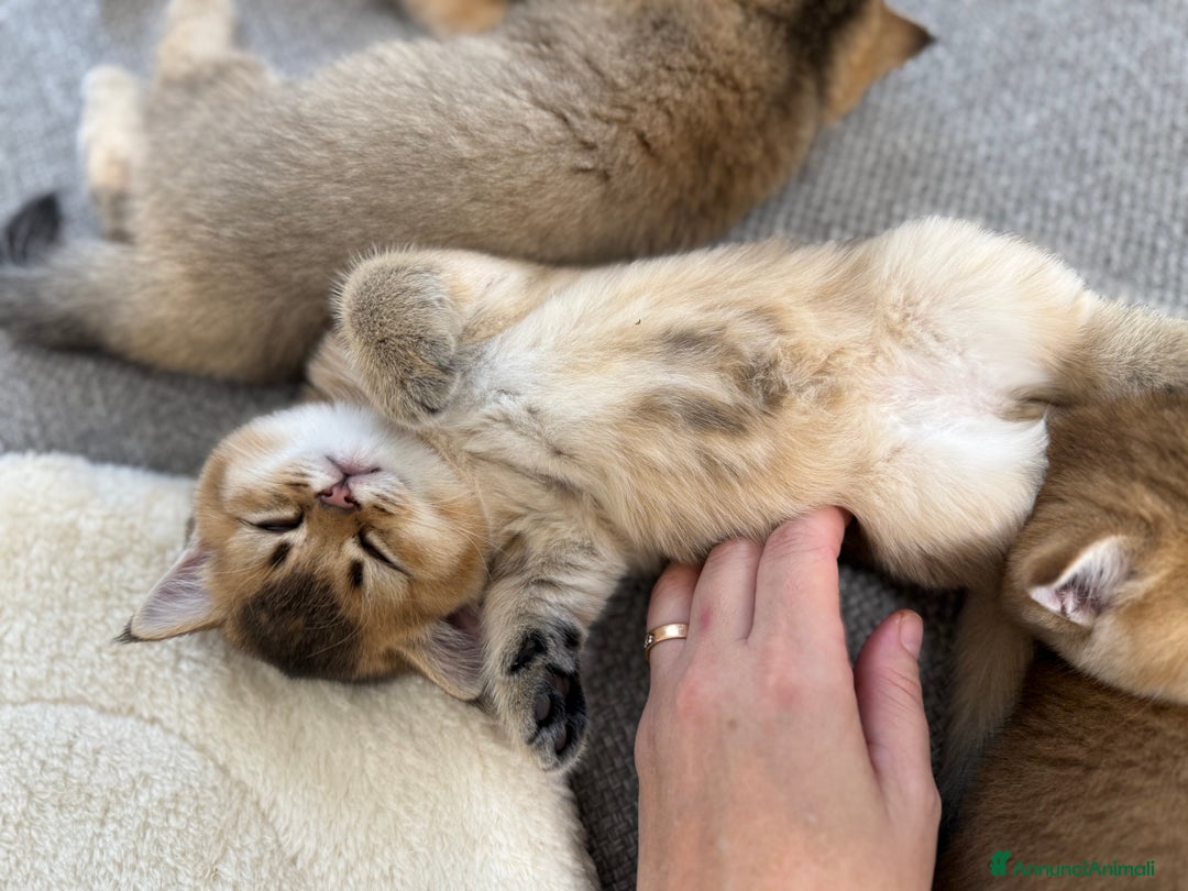 Scottish gatti in vendita: Scottish straight  - Annuncio 12