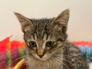 Europeo gatti Gattina tigrata in adozione - Annuncio 1