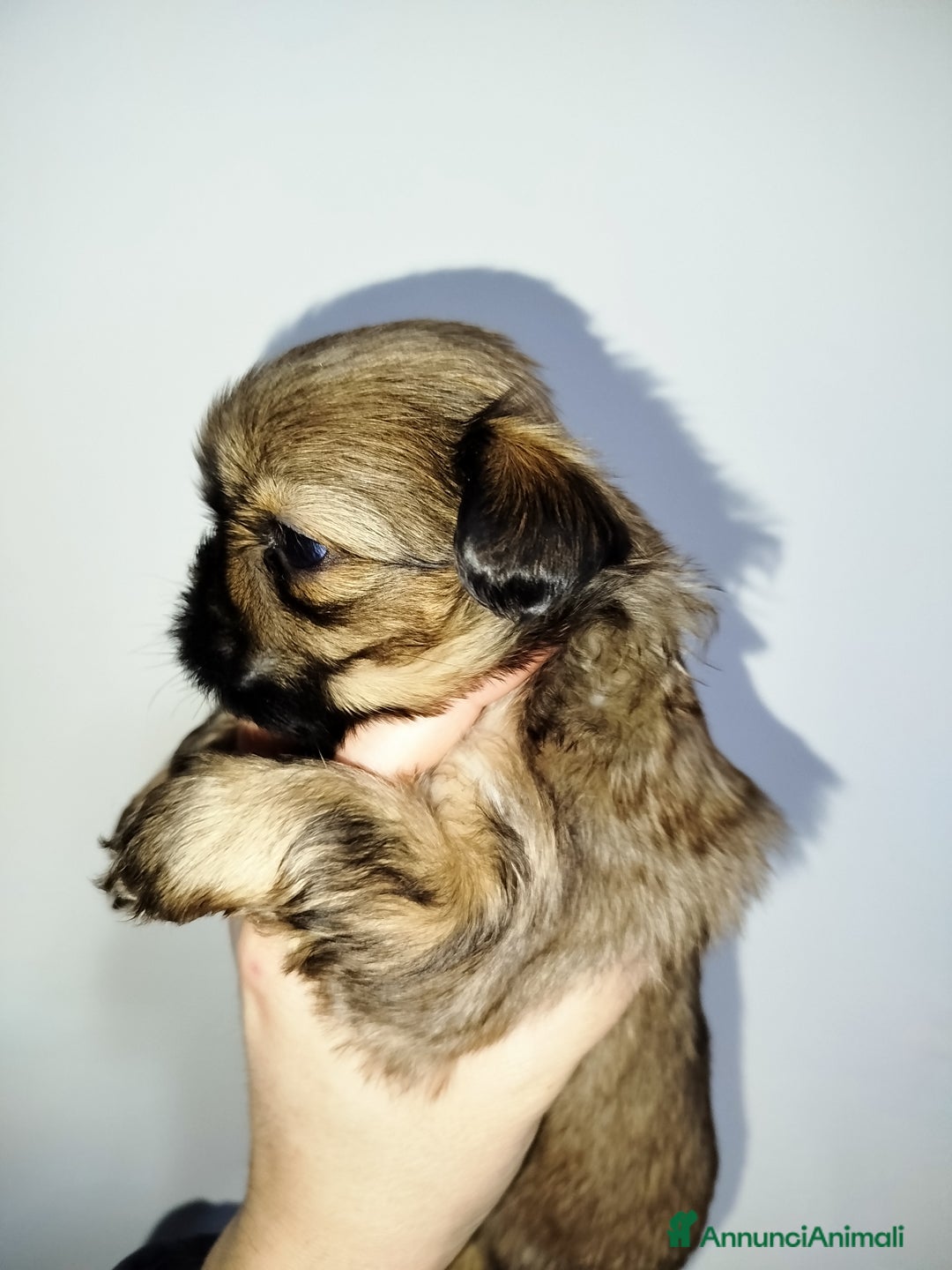 Shih Tzu cani in vendita: Cucciola di Shih Tzu Shitzu pedigree Enci  - Annuncio 5