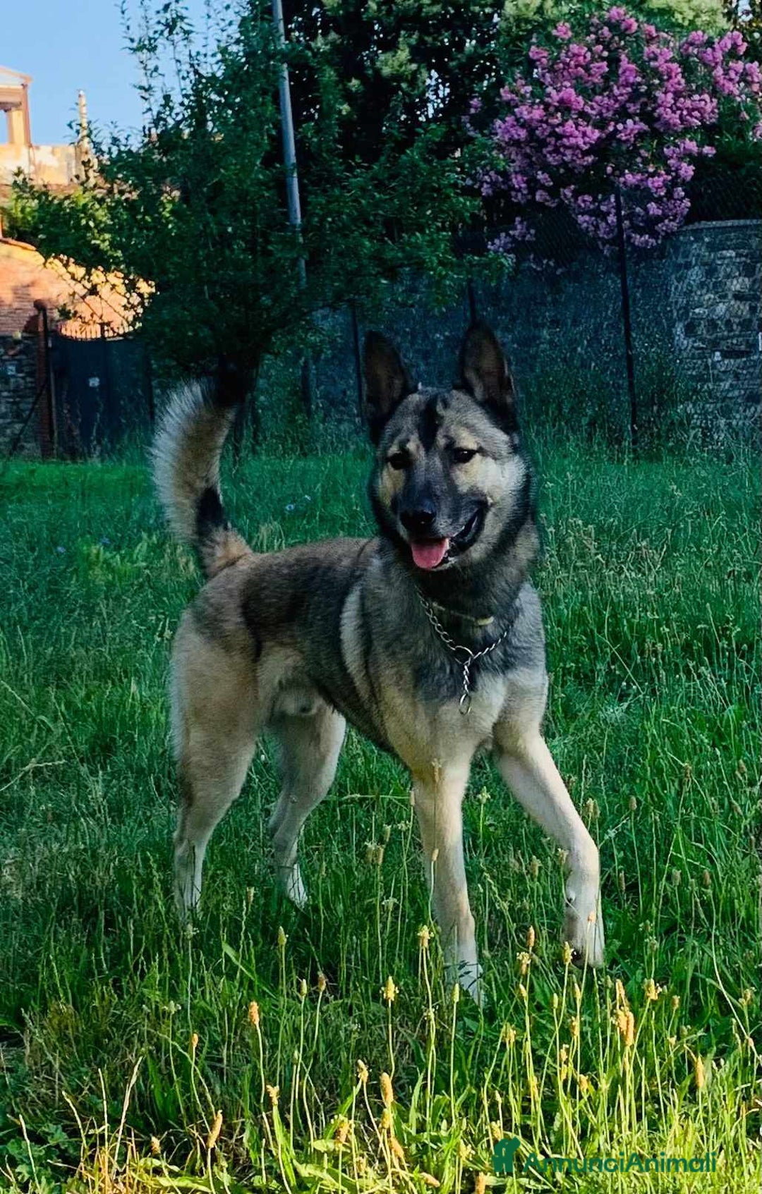 Husky cani in regalo: LUPO, piccolo mix HUSKY cerca famiglia. a Città Metropolitana di Firenze - Immagine 6