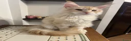 Maine Coon gatti in vendita: Maine Coon red silver  - Annuncio 4