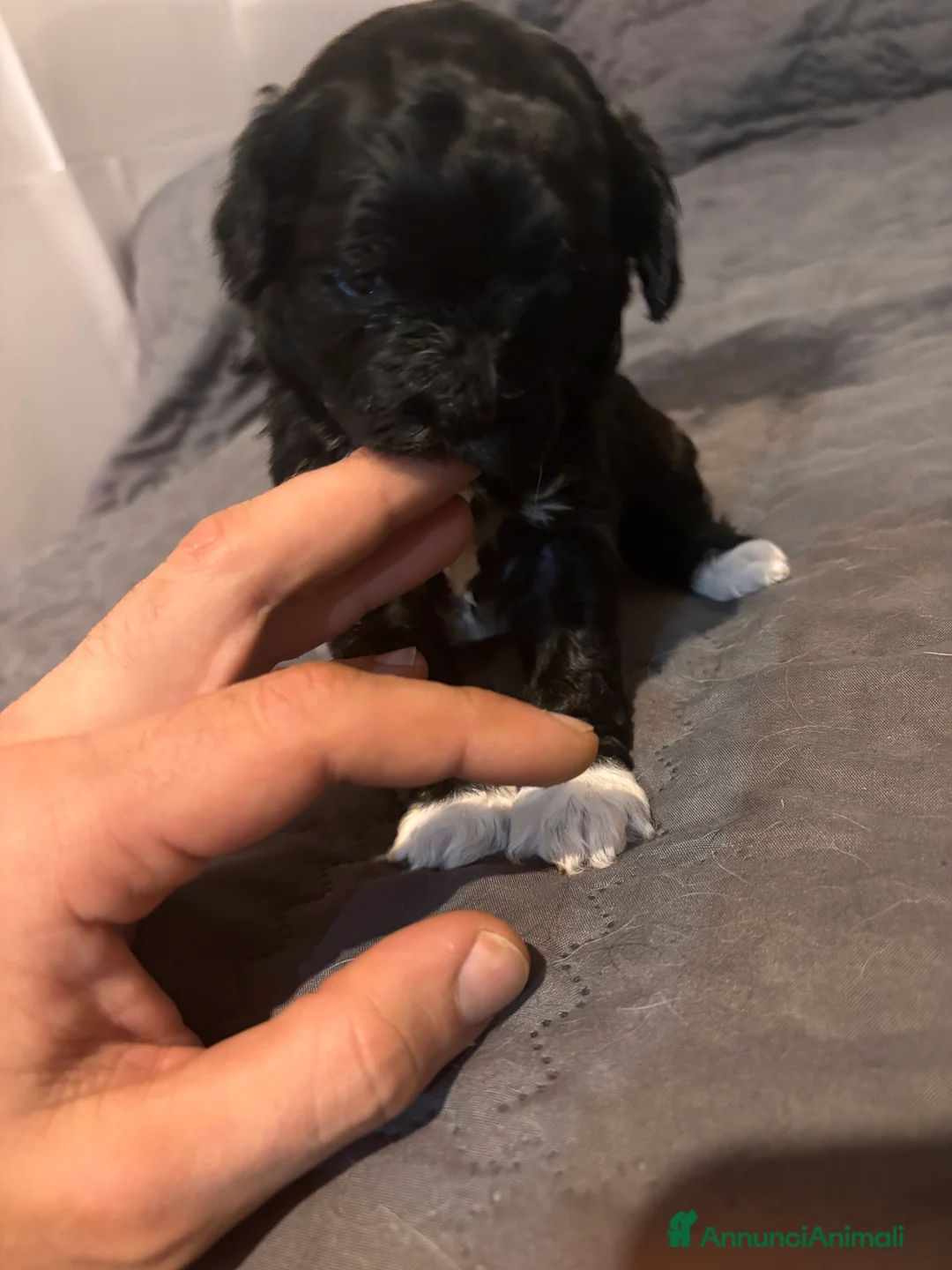 Shihpoo cani in vendita: Cuccioli di Shih Poo - Annuncio 2