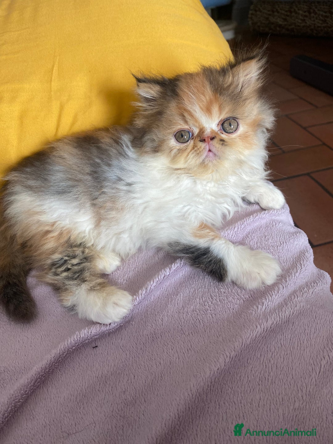 Persiano gatti in vendita: Gattini persiani ipertipi  - Annuncio 5