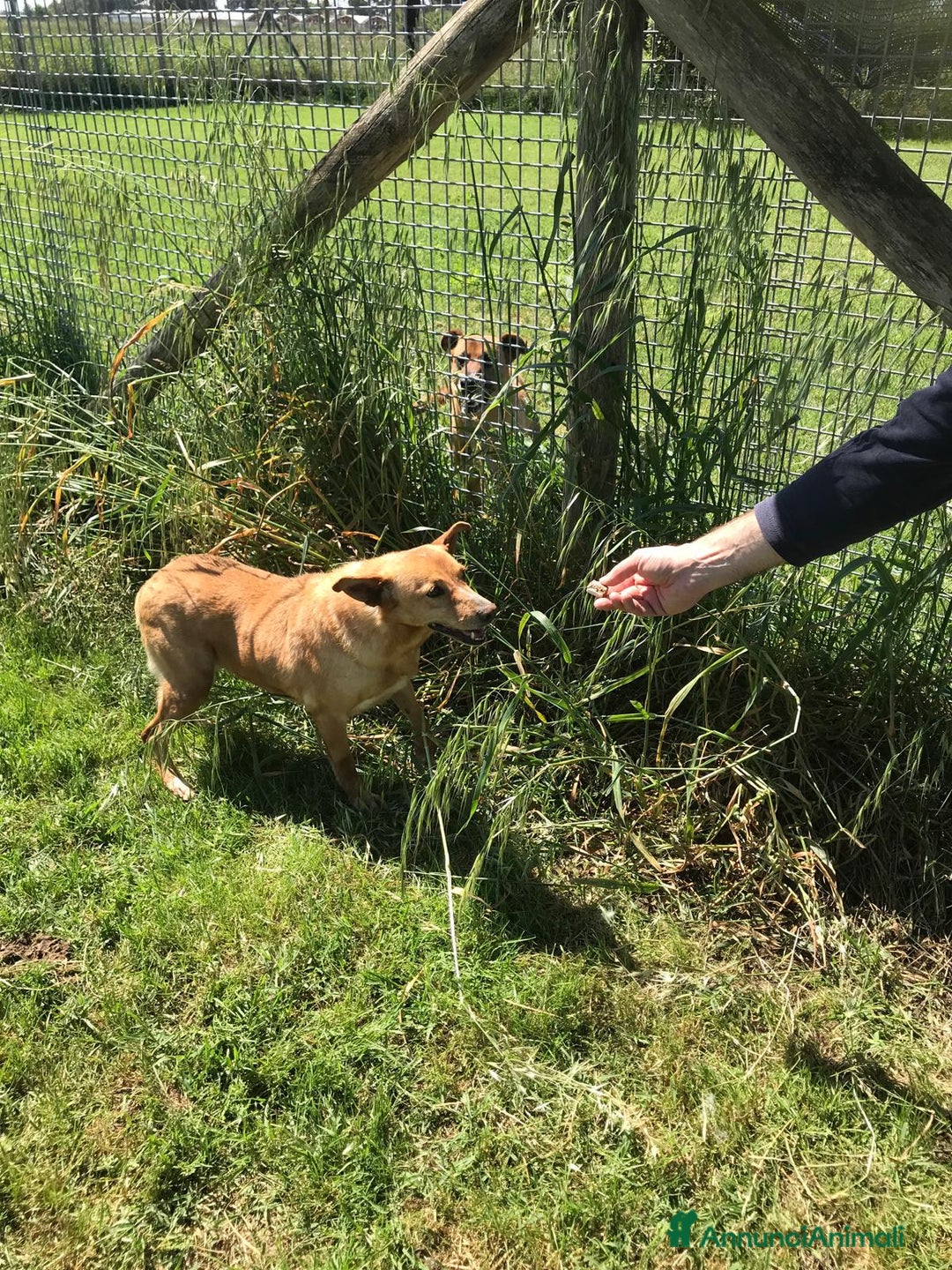 Meticcio cani in regalo: SCARY volpina bionda merita una famiglia a Provincia di Latina - Annuncio 3