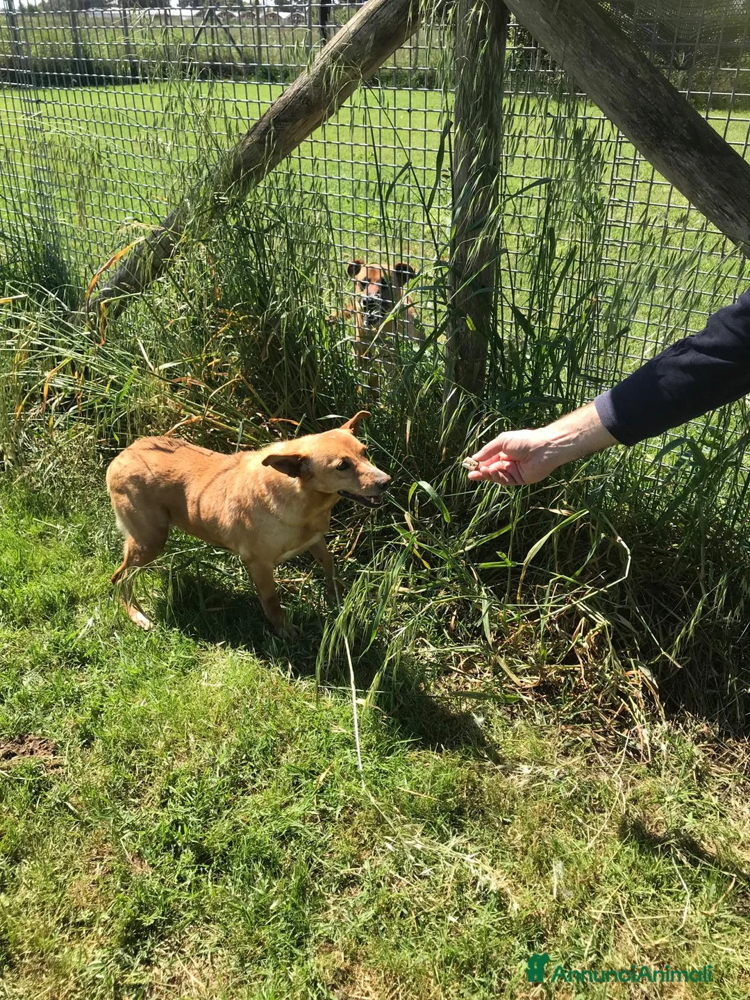 Meticcio cani in regalo: SCARY volpina bionda merita una famiglia a Provincia di Latina - Annuncio 3