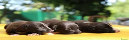 Whippet cani in vendita: Cuccioli di whippet  - Annuncio 2