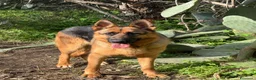 Pastore Tedesco cani in vendita: Cucciola di Pastore Tedesco  - Annuncio 4